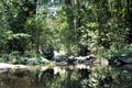 Tropical jungle. Rain Forest. Philippines.