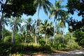 Tropical jungle. Rain Forest. Philippines.