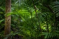 Tropical jungle, Tropical rainforest with different trees