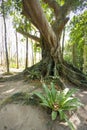 Tropical jungle rainforest roots with unique shapes patterns and textures