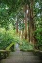 Tropical jungle roots hanging down from the huge tree Royalty Free Stock Photo