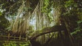 Tropical jungle roots hanging down over the bridge from the huge tree at the Sacred Monkey Forest Sanctuary, Ubud, Bali