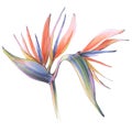 Tropical jungle strelitzia flower of paradise illustration Royalty Free Stock Photo