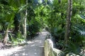 Tropical jungle trail in the Mayan Riviera of Mexico that has a lot of variety of tropical.