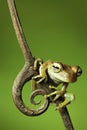 tropical jungle tree frog on twig ready to jump Royalty Free Stock Photo