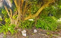 Tropical jungle walking path palm trees Tulum Mayan ruins Mexico Royalty Free Stock Photo