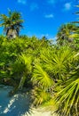 Tropical jungle walking path palm trees Tulum Mayan ruins Mexico Royalty Free Stock Photo