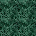 Tropical jungles background. Seamless pattern with green monstera leaves Royalty Free Stock Photo