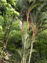 Tropical kind of palm tree with red stems, Costa Rica Royalty Free Stock Photo