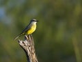 Tropical King Bird Royalty Free Stock Photo