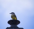 Tropical king bird standing on a pole light Royalty Free Stock Photo