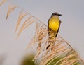 Tropical Kingbird Royalty Free Stock Photo