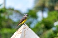 Tropical Kingbird in Colombia Royalty Free Stock Photo
