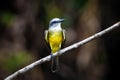 Tropical kingbird cute bird close up portrait