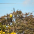 Tropical Kingbird