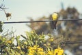 Tropical Kingbird Royalty Free Stock Photo