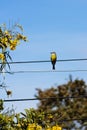 Tropical Kingbird