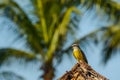 Tropical Kingbird