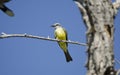 Tropical Kingbird, Sweetwater Wetlands in Tucson Arizona USA Royalty Free Stock Photo