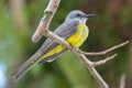 Tropical Kingbird