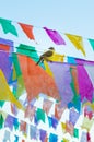 Tropical kingbird Tyrannus melancholicus on flags used for decoration at the June Festivals aka festas de Sao Joao