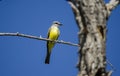 Tropical Kingbird, Sweetwater Wetlands Tucson Arizona, USA