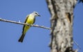 Tropical Kingbird, Sweetwater Wetlands in Tucson Arizona USA Royalty Free Stock Photo