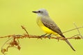 Tropical Kingbird, Tyrannus melancholicus, tropic yellow grey bird form Costa Rica. Bird sitting on barbed wire, clear background.