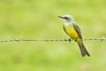 Tropical Kingbird Royalty Free Stock Photo