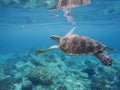 Tropical lagoon with sea animals - corals, fishes and green turtle