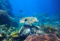 Tropical lagoon Underwater landscape. Coral reef panorama in open sea water. Royalty Free Stock Photo