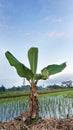 Tropical landscape a banana tree growing in the middle of rice fields in Indonesia with blue sky background