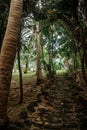 Tropical landscape. Beautiful green coconut palms plantation Royalty Free Stock Photo