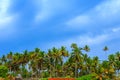 Tropical landscape with blue sky and palm trees. Royalty Free Stock Photo