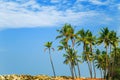 Tropical landscape with blue sky and palm trees. Royalty Free Stock Photo