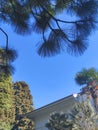 Tropical landscape, bright blue sky, roof of a house, tropical trees, palm tree Royalty Free Stock Photo