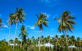 Tropical landscape with coco palm trees. Exotic place view with palm tree silhouettes