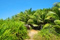 Tropical landscape with coconut palm trees near Anse Marron beach on La Digue island,Seychelles.