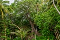 Tropical landscape of a forest at the street at Landhoo island at Noonu atoll Royalty Free Stock Photo