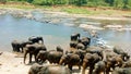 Asian Elephants bathing in Oya river , Pinnawala  , Sri Lanka Royalty Free Stock Photo