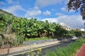 Banana Plantation on Tropical Island Royalty Free Stock Photo