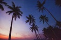 Tropical landscape by night, silhouettes of palm trees Royalty Free Stock Photo