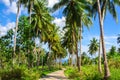 Tropical landscape with palm tree road. Palm road in tropical island. Royalty Free Stock Photo