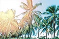 Tropical landscape with palm trees. Tropical nature faded digital illustration. Royalty Free Stock Photo