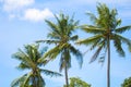 Tropical landscape with palm trees. Palm leaves on sky background. Royalty Free Stock Photo