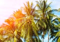 Tropical landscape with palms. Palm tree crown on blue sky. Sunny tropical island retro toned photo. Royalty Free Stock Photo