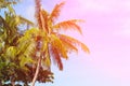 Tropical landscape with palms. Palm tree crown on blue sky. Sunny tropical island toned photo. Royalty Free Stock Photo