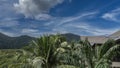 A tropical landscape. Sprawling crowns of palm trees, lush green vegetation