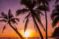 Tropical landscape at sunset. Palm trees on sky background. White beach. Boracay. Philippines. Royalty Free Stock Photo