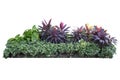 Tropical landscaping garden shrub